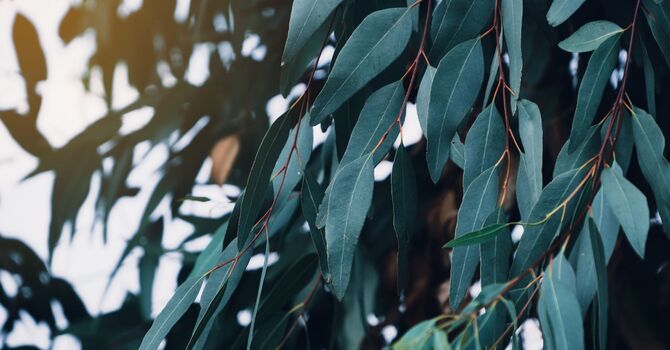 Psychedelic Assisted Therapy